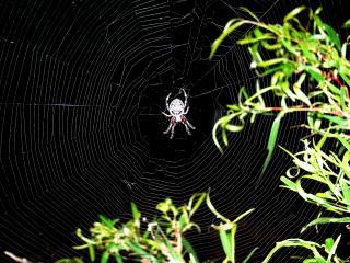 Garden spider at night.
