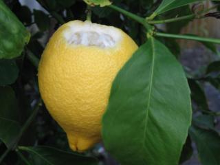 Limón colgado en un árbol con la parte superior masticada dejando al descubierto el fruto