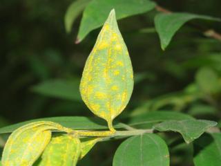 Leaves with yellow powdery rust spores.