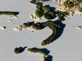 Native budworm caterpillars