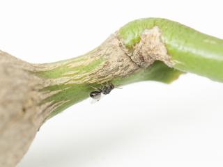 The Department of Agriculture and Food is asking the community to look out for and report signs of citrus gall wasp.