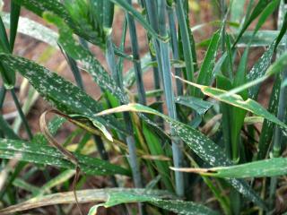 Powdery mildew appears as fluffy white growth on wheat leaves