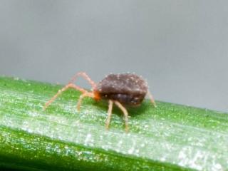 An adult bryobia mite