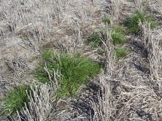 Photo caption: Glyphosate resistant annual ryegrass in stubble.