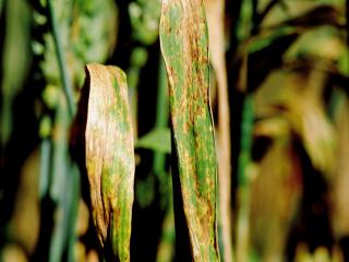 Septoria nodorum blotch lesions on wheat leaves.