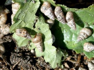 Small pointed snails feeding on canola.
