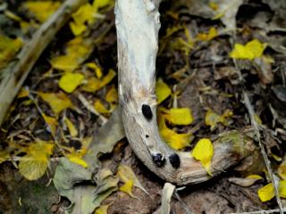 Sclerotia of sclerotinia stem rot on the outside of an infected canola stem