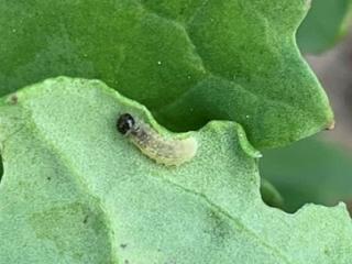 A vegetable weevil larva feeding on canola