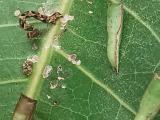 1 Mango shoot looper - larvae on damaged leaf