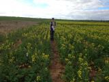 Research Officer Sally Sprigg in Buntine nitrogen trial