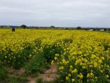 Merredin trial site
