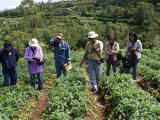 Indonesian extension officers receive training in managing potato pests