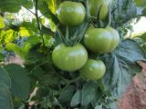 Image of tomatoes