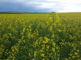 Early morning canola crop