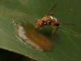 Female Qfly feeding on bait