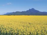 Canola in the Stirling Ranges