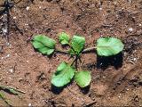 Doublegee seedling