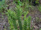 Austrocylindropuntia subulata