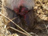 Foot-and-mouth disease lesion in cattle hoof. The lesion is about 5-7 days old.