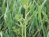 Bedstraw weed in Barley crop.