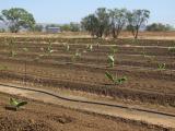 Bananas planted using bits