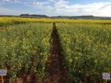 Sturt TT Canola at Chapman Valley nitrogen rate trial