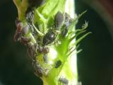 Cowpea aphid feeding on lupin stem. Cow pea aphids are dark in colour.