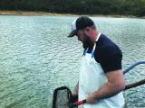 DPIRD technician releasing trout Harvey Dam