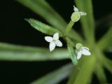 Three-horned bedstarw (galium tricornutum) flowers