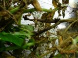 Field pea with blackspot
