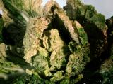 Chinese cabbage showing extensive necrotic patches characteristic of turnip mosaic virus