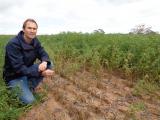 DAFWA researcher Martin Harries inspecting plots of Howzat chickpea infected with ascochyta blight.