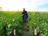DAFWA researcher Martin Harries inspecting canola plots with different plant densities and plant geometry.