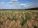 Flaxleaf fleabane on the south coast of WA