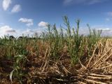 Flaxleaf fleabane in south coast WA