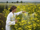 Genetically modified canola field trail