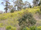 Genista monspessulana invasion 