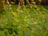 Giant sensitive plant