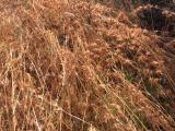 Grader grass (Themeda quadrivalvis)