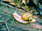 A green snail on a log
