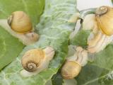 Green snails feeding on silverbeet leaves