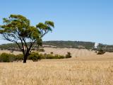 Harvested Wheat Fields