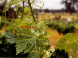 Hormone herbicide damaged leaf indicated by red arrow and a healthy leaf below.