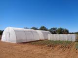 Trial set-up with insect exclusion tents