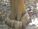 Imperial mandarin tree showing "benching" at the graft union