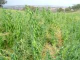 High yielding Kaspa field pea crop