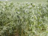 Flowering kaspa crop