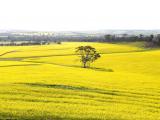 Canola crop in flower in the Western Australian wheatbelt