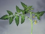 Tomato leaves showing the net like pattern that occurs due to manganese deficiency. The leaf tissue between the veins becomes light green to yellow colour, while the veins remain dark green.