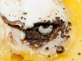 Mango seed weevil larva that has been exposed in a mango seed that has been cut open